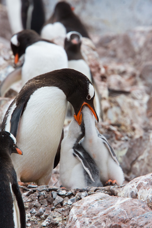 Gentoo Penguin Feeding Chicks